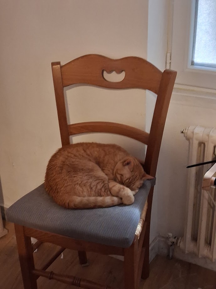 Ahri endormie sur une chaise de l'atelier