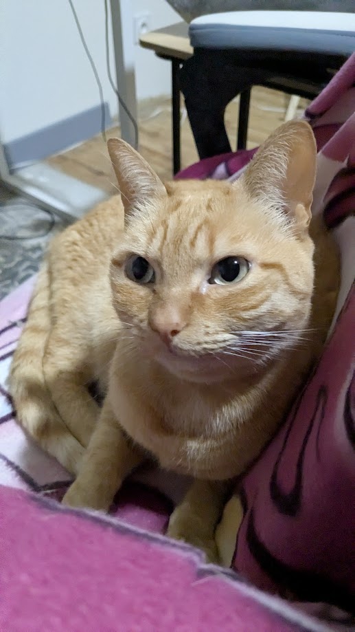 Ahri, la chatte rousse muse de La Patoune Créative